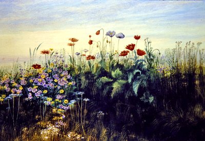 Fiori selvatici da Andrew Nicholl