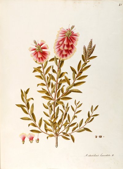 Callistemon rosso (Callistemon citrinus Stapf), Myrtaceae, arbusto con foglie persistenti, originario dell