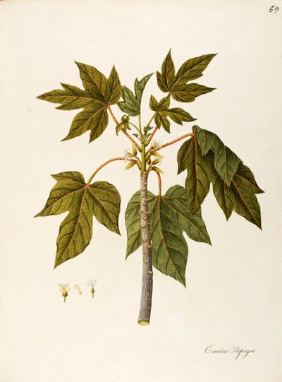Papaya (Carica papaya), Caricaceae, albero da serra calda con foglie persistenti, coltivato per il suo frutto, originario dell