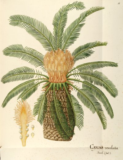 Palma di sago (Cycas revoluta Thunb), Cycadaceae di Angela Rossi Bottione da Angela Rossi Bottione