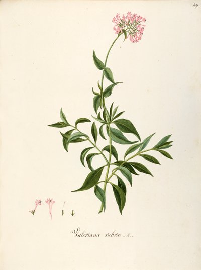 Valerianaceae, Valeriana rossa (Centranthus ruber), pianta erbacea perenne per aiuole o giardini rocciosi, spontanea in Italia, di Angela Rossi Bottione e collaboratori, acquerello da Angela Rossi Bottione