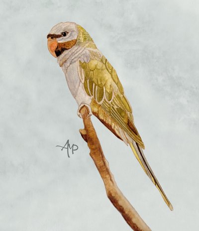 da Angeles M. Pomata