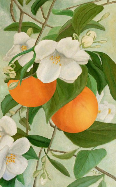  da Angeles M. Pomata
