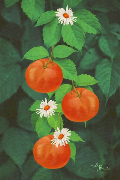  da Angeles M. Pomata