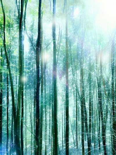 Luce della foresta incantata da Angelo Cerantola