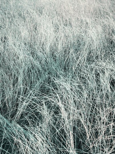Erba d