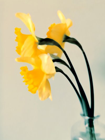 Narcisi freschi di primavera da Angelo Cerantola