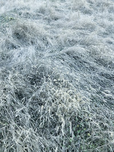 Erba invernale ricoperta di brina da Angelo Cerantola