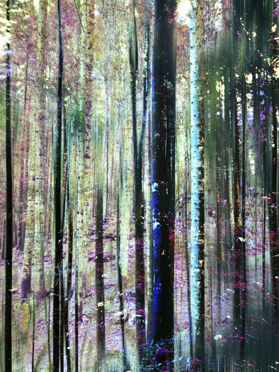 I colori della foresta mistica da Angelo Cerantola
