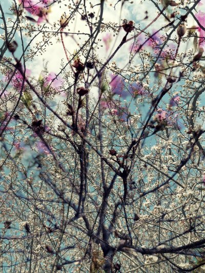 Fiori primaverili rosa e bianchi da Angelo Cerantola