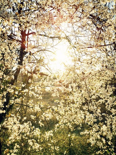 Fiori primaverili radiosi da Angelo Cerantola