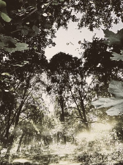 Riflesso nella foresta tranquilla da Angelo Cerantola