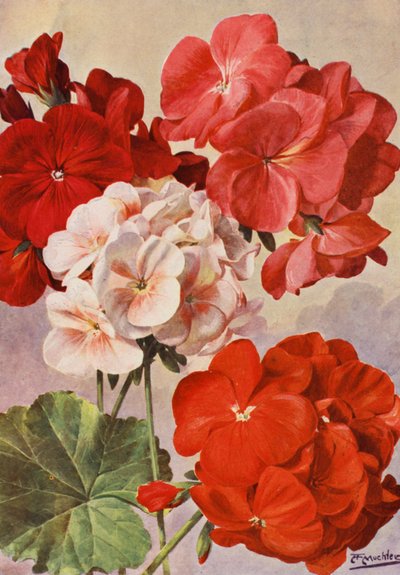Bellissimi gerani moderni, Pelargonium zonale da Angelo Fairfax Muckley