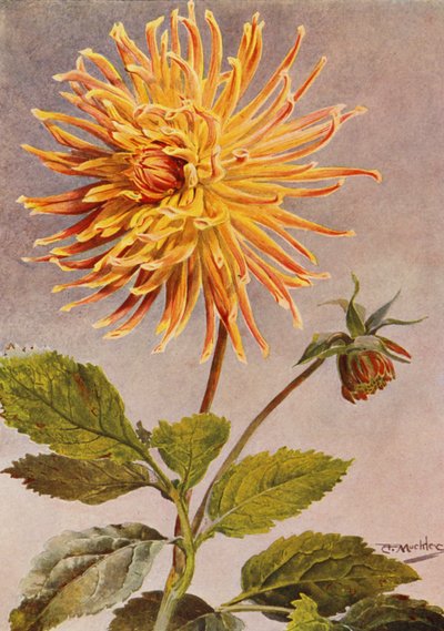 Dalia Cactus Mrs H L Brousson, Colore, fulvo, con una sfumatura di Cremisi Scarlatto da Angelo Fairfax Muckley