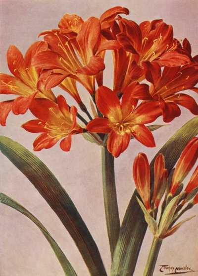 Clivia Miniata, conosciuta da tempo come Imantophyllum Miniatum da Angelo Fairfax Muckley