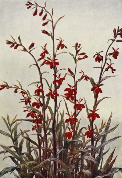 Lobelia Cardinalis da Angelo Fairfax Muckley