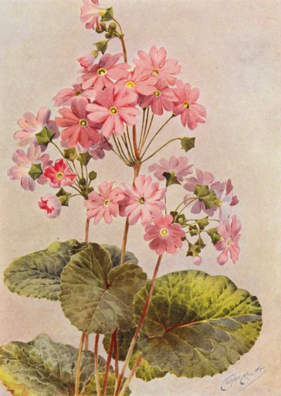 Primula Obconica da Angelo Fairfax Muckley