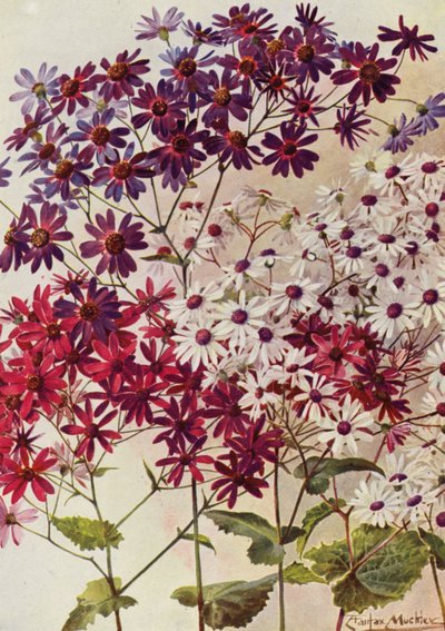 Cinerarie stellate da Angelo Fairfax Muckley