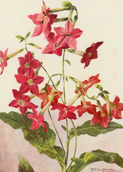La bella pianta di tabacco Nicotiana Sanderae da Angelo Fairfax Muckley