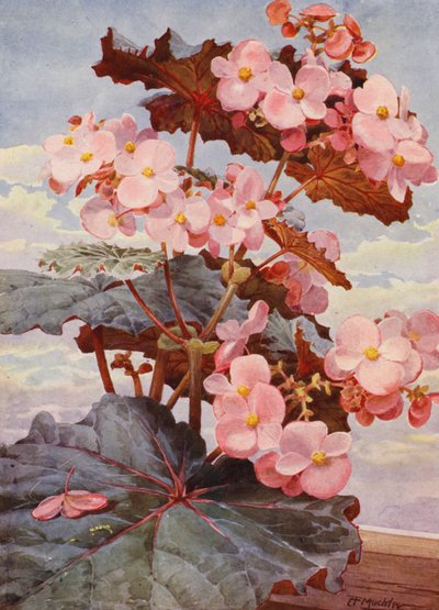 La bella Begonia a foglie scure Gloire de Sceaux da Angelo Fairfax Muckley