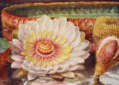 Victoria Regia, la più nobile di tutte le piante acquatiche da Angelo Fairfax Muckley