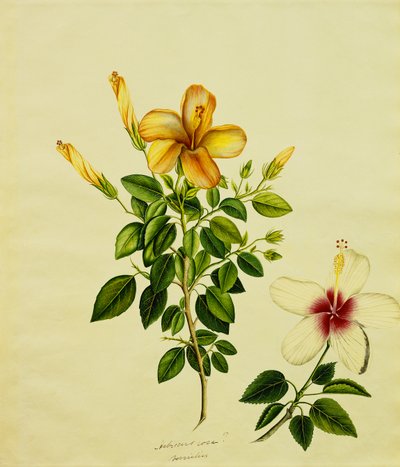 Studi di Hibisci, un Aloe e Altri, c.1840 da Anglo Indian School
