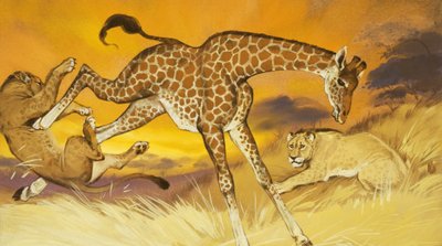 Giraffa che prende a calci il leone da Angus McBride