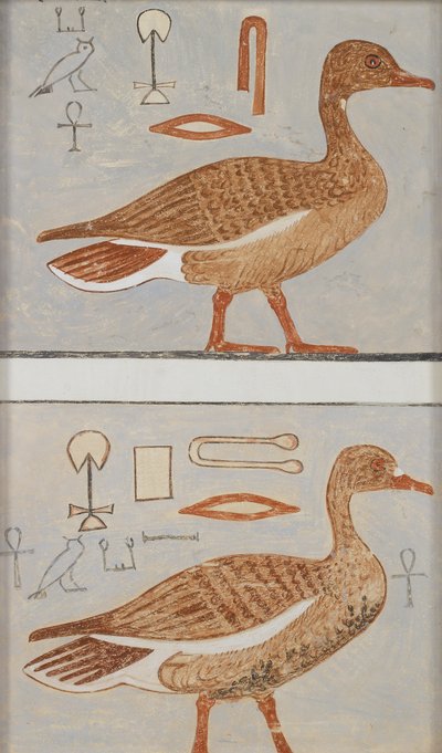Copia di pittura murale da una tomba privata di Kaemankh, Giza, oche da Anna