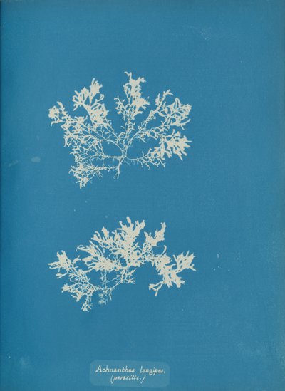 Achnanthes longipes, parassita, ca. 1853 da Anna Atkins