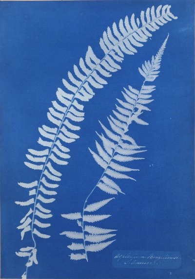 Asplenium Braziliense, S. America da Anna Atkins