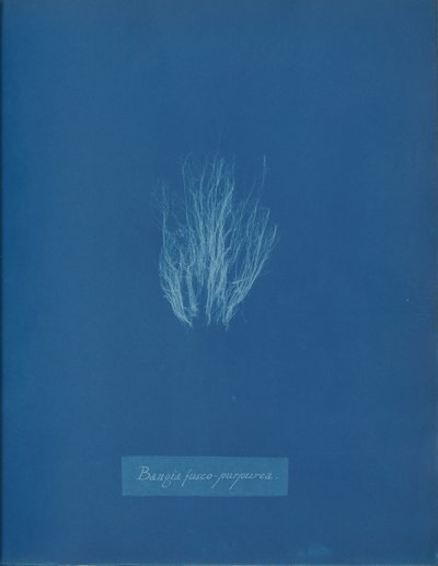Bangia fusco-purpurea, ca. 1853 da Anna Atkins