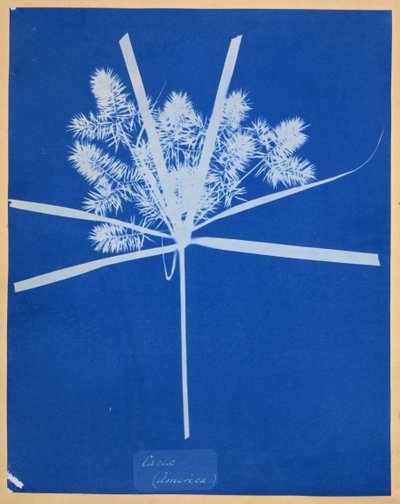Carix (America) da Anna Atkins