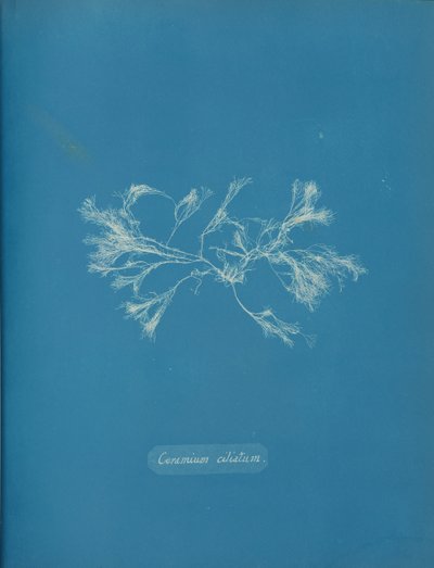 Ceramium ciliatum da Anna Atkins