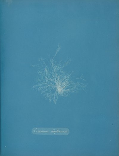 Ceramium diaphanum, ca. 1853 da Anna Atkins