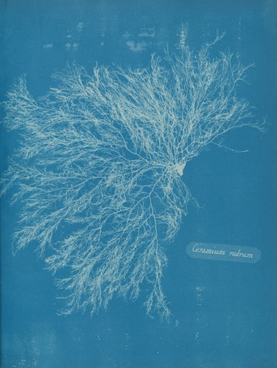 Ceramium rubrum da Anna Atkins