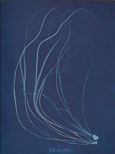 Chorda filum, ca. 1853 da Anna Atkins