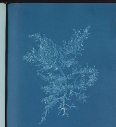 Chylocladia kaliformis da Anna Atkins