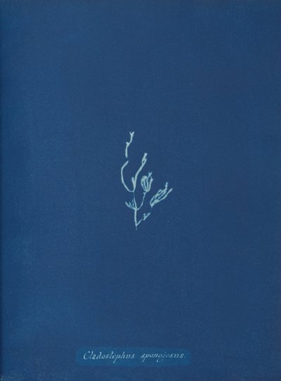 Cladostephus spongiosus da Anna Atkins