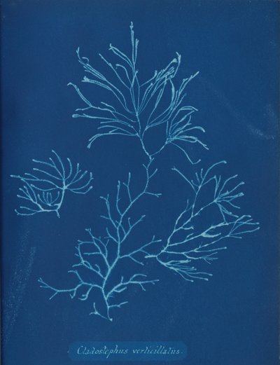 Cladostephus verticillatus da Anna Atkins