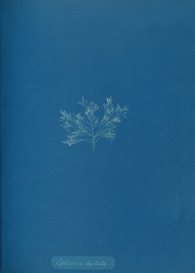 Cystoseira barbata da Anna Atkins