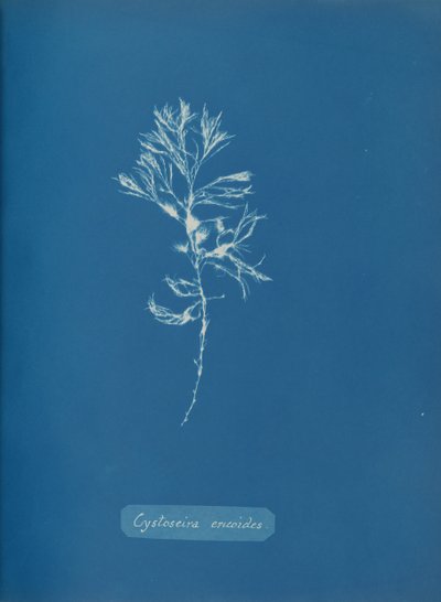 Cystoseira ericoides, ca. 1853 da Anna Atkins