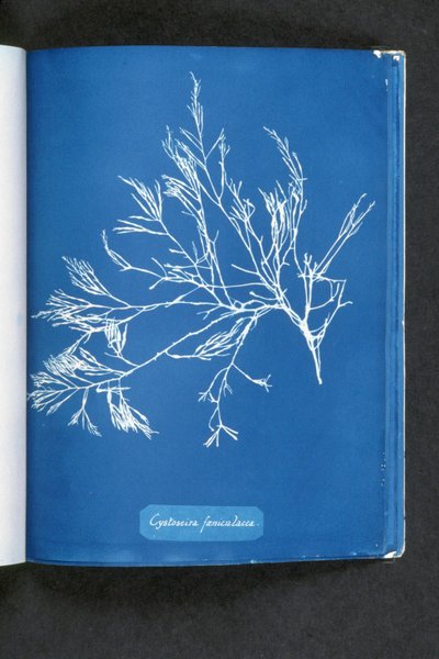 Cystoseira foeniculacea, da "Fotografie di Alghe Britanniche: Impressioni Cianotipiche", pubblicato 1843-53 da Anna Atkins