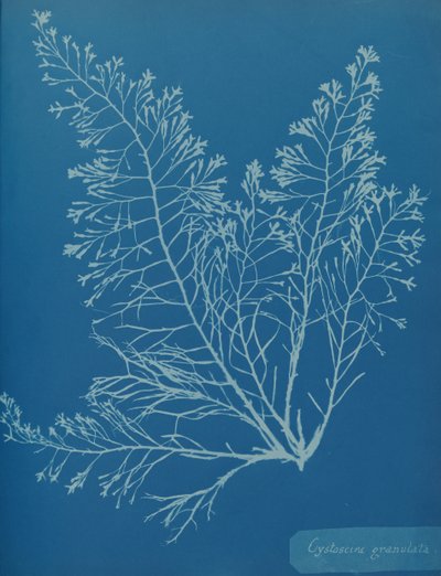 Cystoseira granulata da Anna Atkins