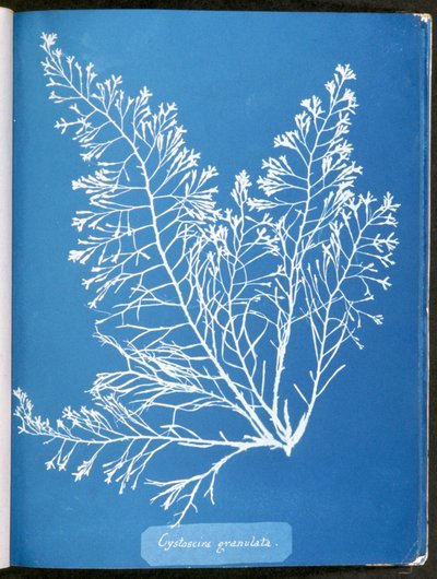 Cystoseira granulata, da "Fotografie di alghe britanniche: Impressioni cianotipiche", pubblicato 1843-53 da Anna Atkins
