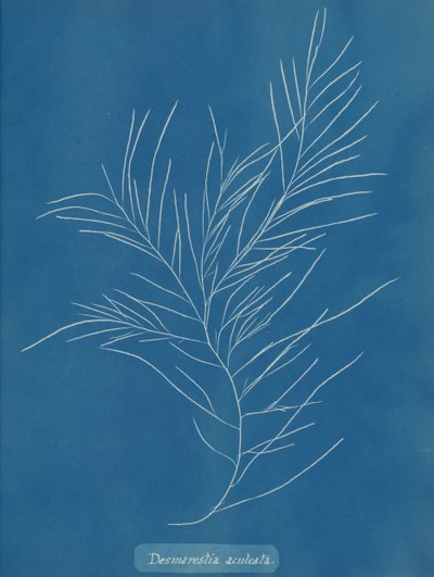Desmarestia aculeata, ca. 1853 da Anna Atkins