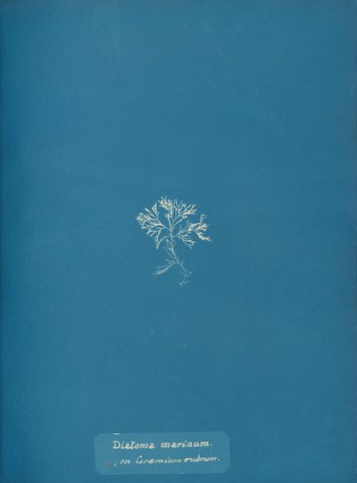 Diatoma marinum su Ceramium rubrum, ca. 1853 da Anna Atkins