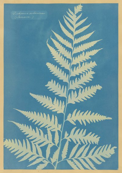 Dichsonia arborescens, Giamaica da Anna Atkins