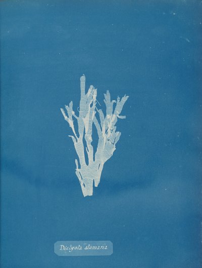 Dictyota atomaria da Anna Atkins