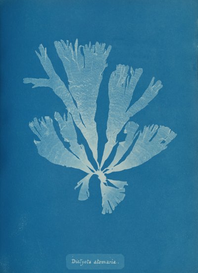 Dictyota atomaria da Anna Atkins
