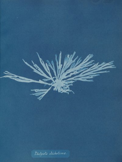 Dictyota dichotoma da Anna Atkins